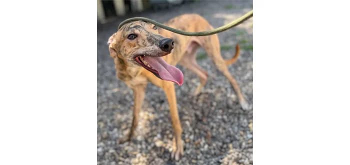 Max, male young mixed breed for adoption at Barnsley and District Animal Welfare