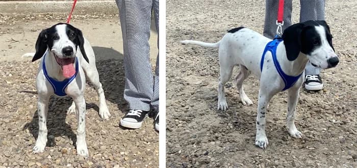 Tyler, male puppy mixed breed for adoption at Barnsley and District Animal Welfare