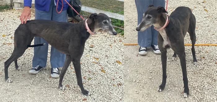 Hallie, female 4yo Greyhound for adoption at Barnsley and District Animal Welfare