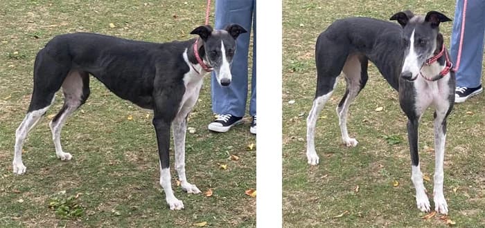 Jazz, female 4yo Greyhound for adoption at Barnsley and District Animal Welfare