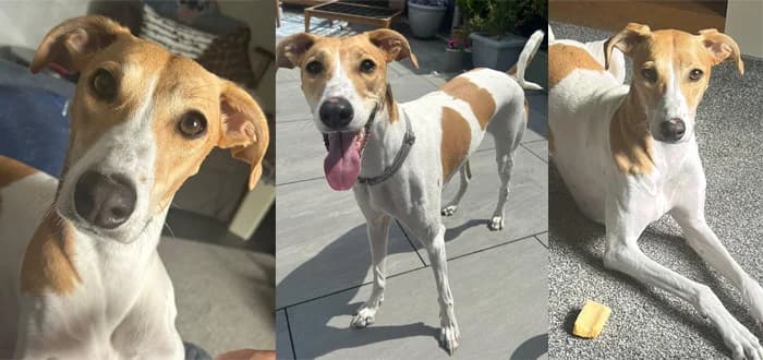 Angel, 3yo Greyhound for adoption at Barnsley and District Animal Welfare