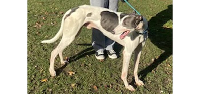 Reuben, male 4yo Greyhound for adoption at Barnsley and District Animal Welfare