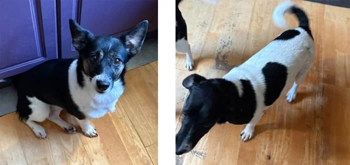Murphy & Mabel, 4yo Jack Russell Terrier for adoption at Barnsley and District Animal Welfare