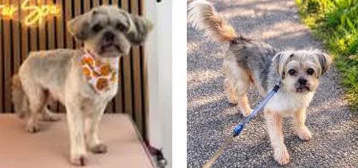 Chewy, male Shih Tzu for adoption at Barnsley and District Animal Welfare