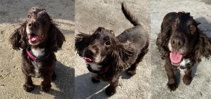 Coco, female senior Cocker Spaniel for adoption at Barnsley and District Animal Welfare