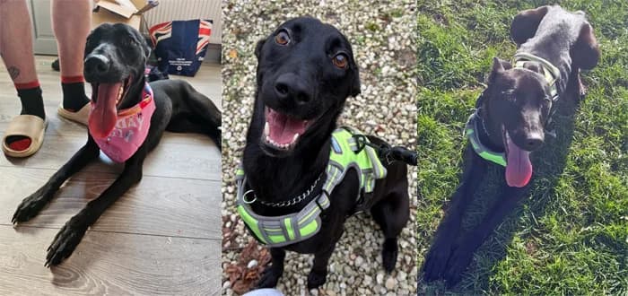 Bella, female 3yo Mixed Breed for adoption at Barnsley and District Animal Welfare