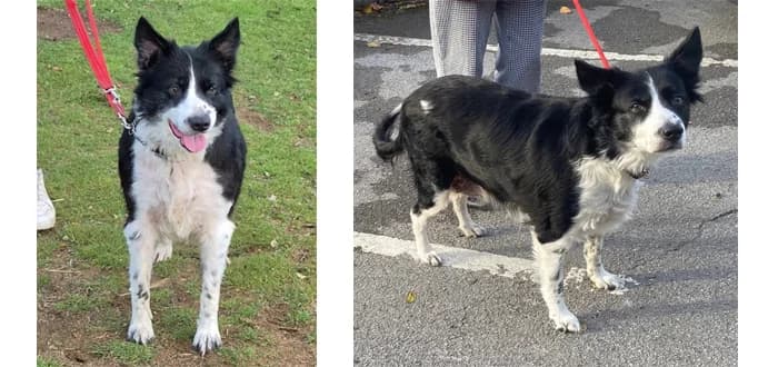 Bess, female senior Border Collie for adoption at Barnsley and District Animal Welfare