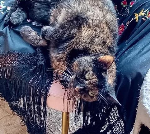 Kitkat, female senior mixed breed for adoption at Bath Cats and Dogs Home