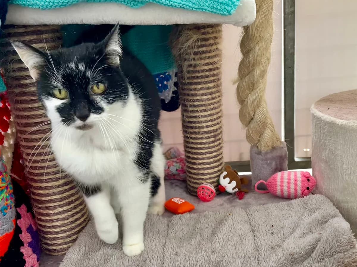 Dee Dee, female senior Mixed Breed Cat for adoption at Bath Cats and Dogs Home