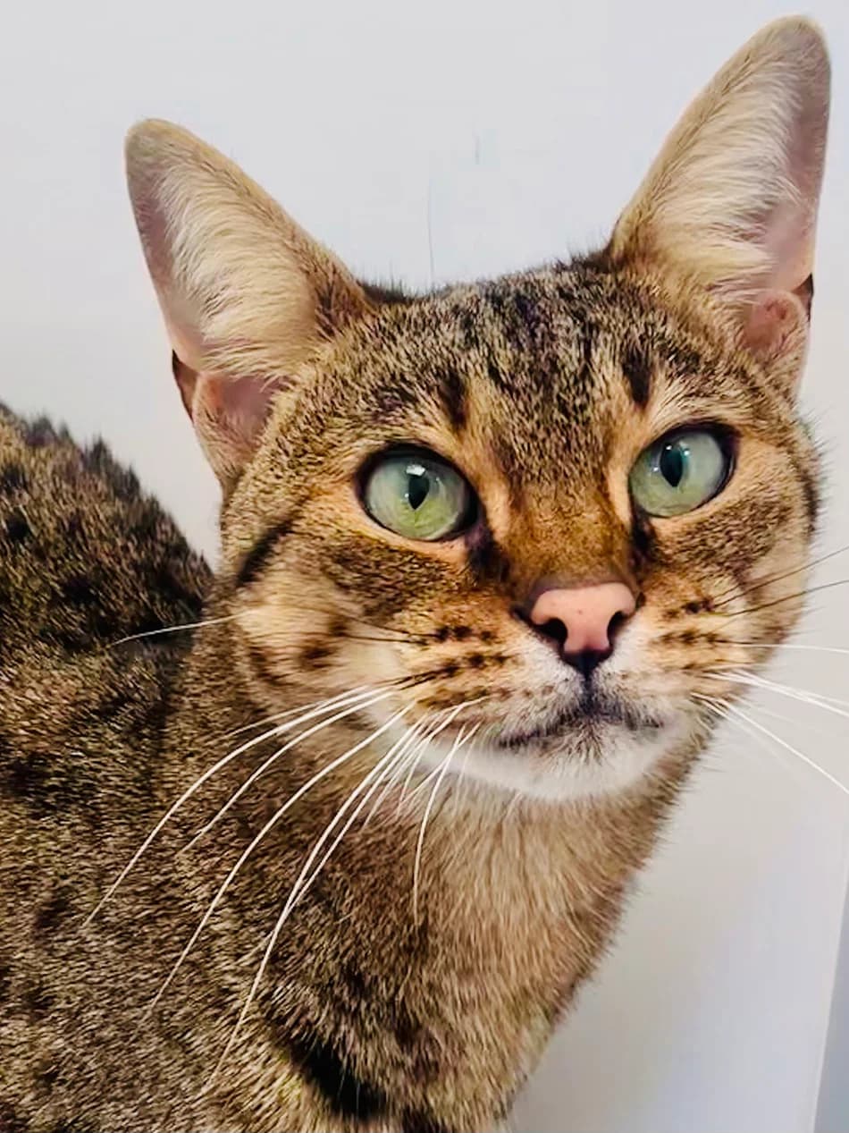 Zuri, female 5yo mixed breed for adoption at Bath Cats and Dogs Home