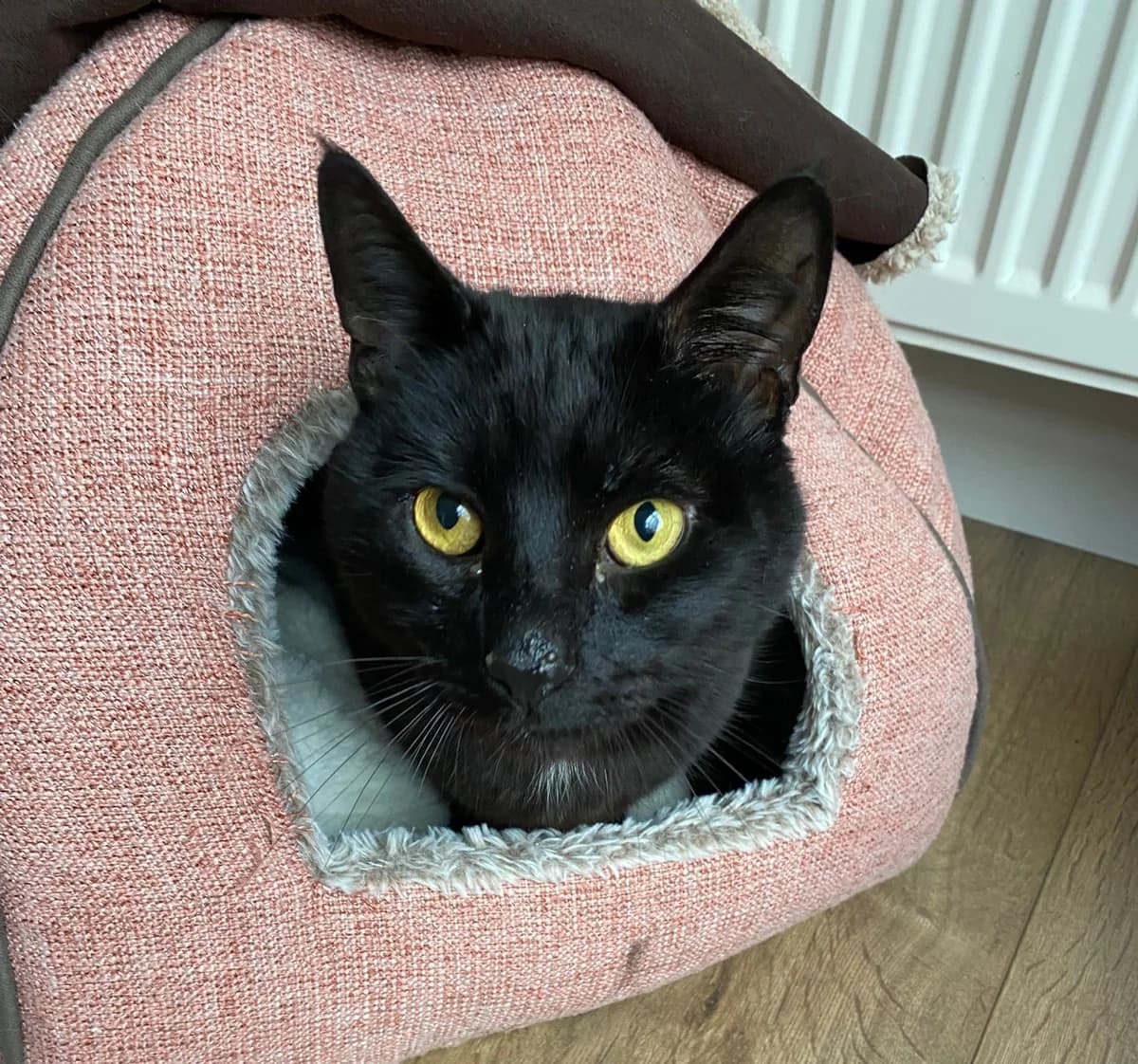 Oscar, male young mixed breed for adoption at Bath Cats and Dogs Home