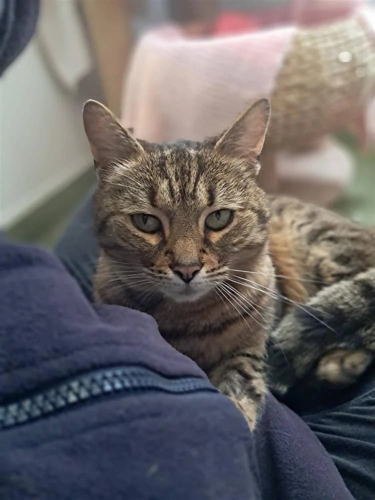 Talia, female senior mixed breed for adoption at Bath Cats and Dogs Home