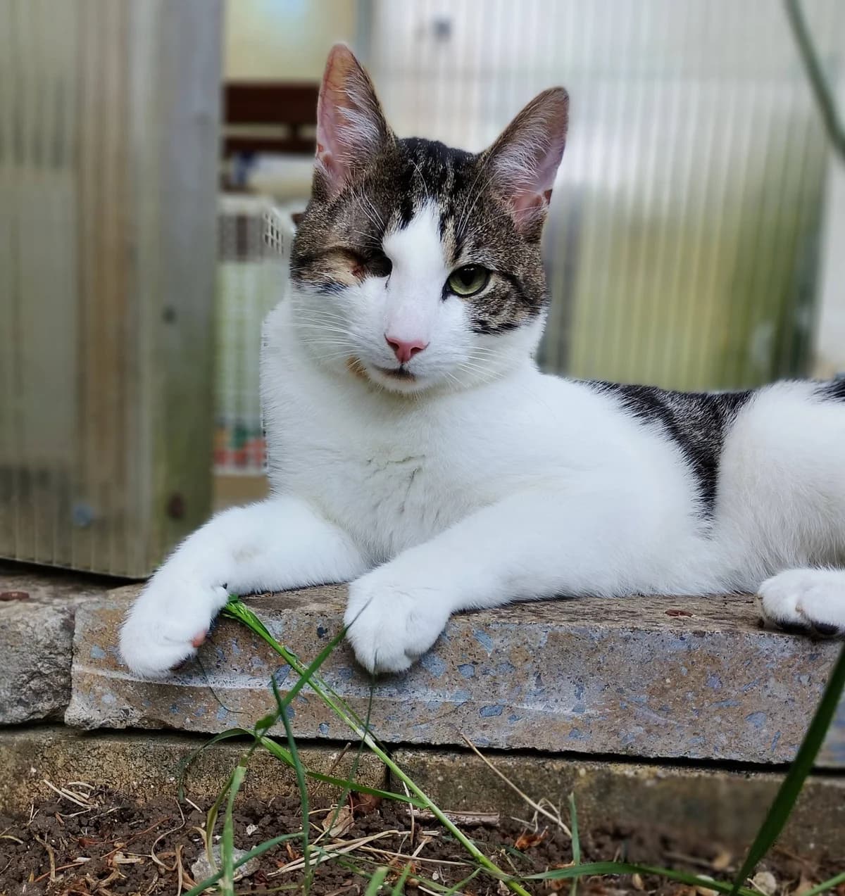 Sardine, male 3yo mixed breed for adoption at Bath Cats and Dogs Home
