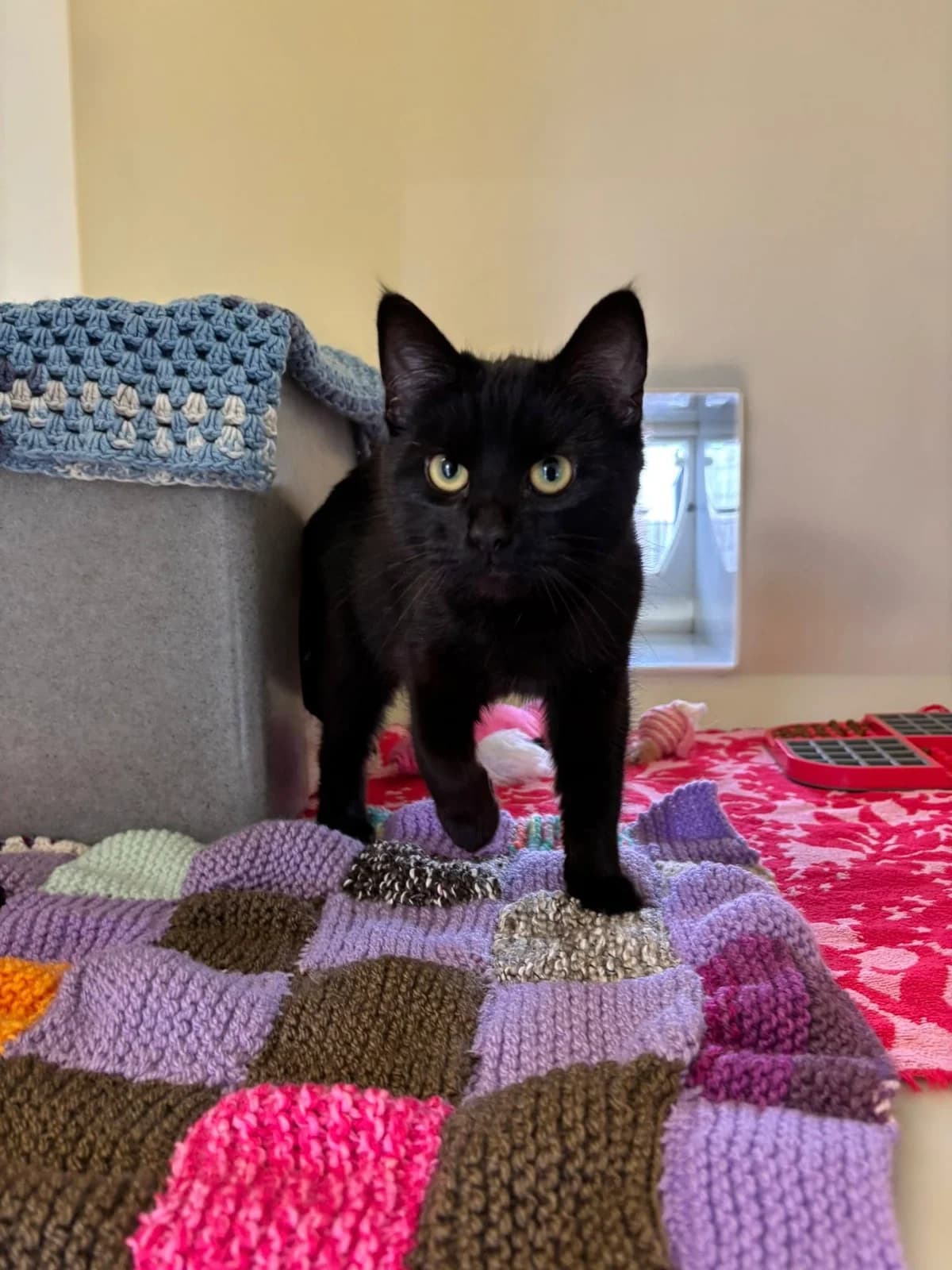 Tiny, female young mixed breed for adoption at Bath Cats and Dogs Home