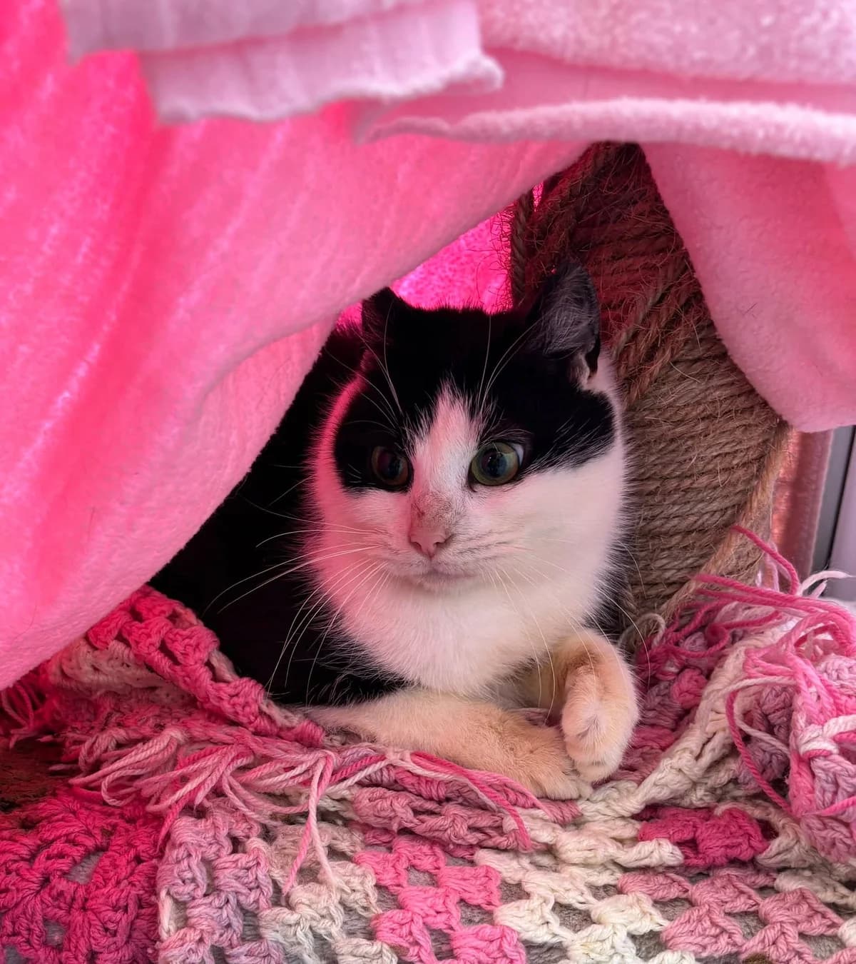Tilly, female young mixed breed for adoption at Bath Cats and Dogs Home