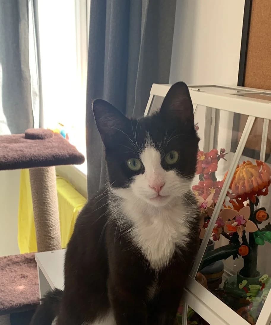 Tom, male young mixed breed for adoption at Bath Cats and Dogs Home