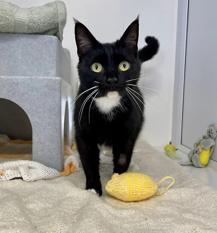 Ruby, female 5yo mixed breed for adoption at Bath Cats and Dogs Home