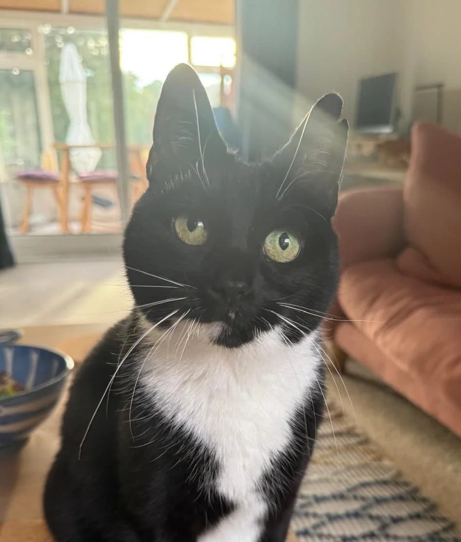 Molly, female senior mixed breed for adoption at Bath Cats and Dogs Home