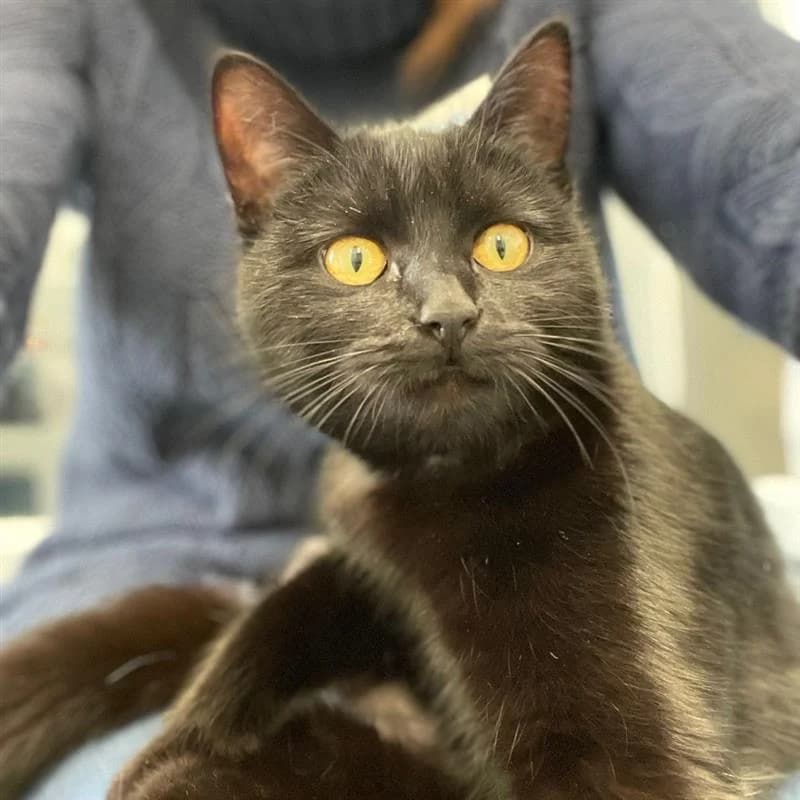 Judy Hopps, female puppy mixed breed for adoption at Bath Cats and Dogs Home