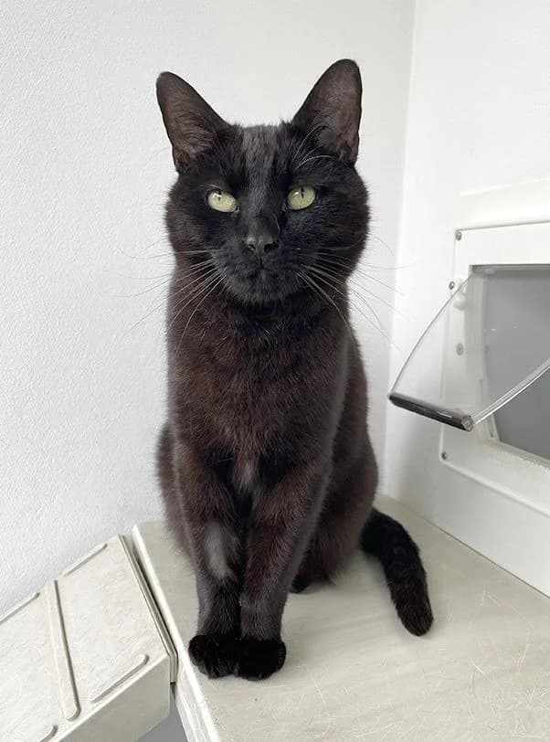 Shadow, male 7yo mixed breed for adoption at Bath Cats and Dogs Home