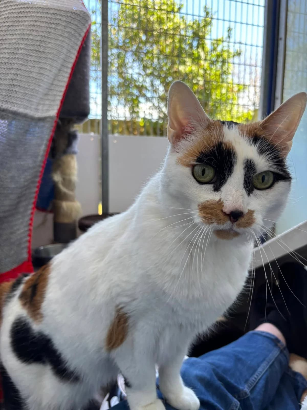 Ethel, female senior mixed breed for adoption at Bath Cats and Dogs Home