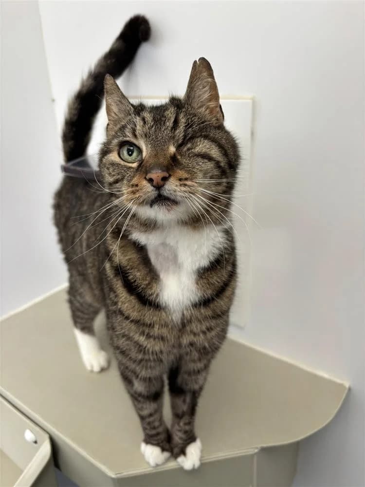 Martini, female senior mixed breed for adoption at Bath Cats and Dogs Home