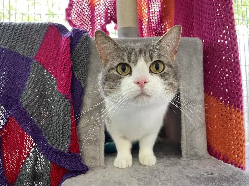 Pina Colada, female young mixed breed for adoption at Bath Cats and Dogs Home