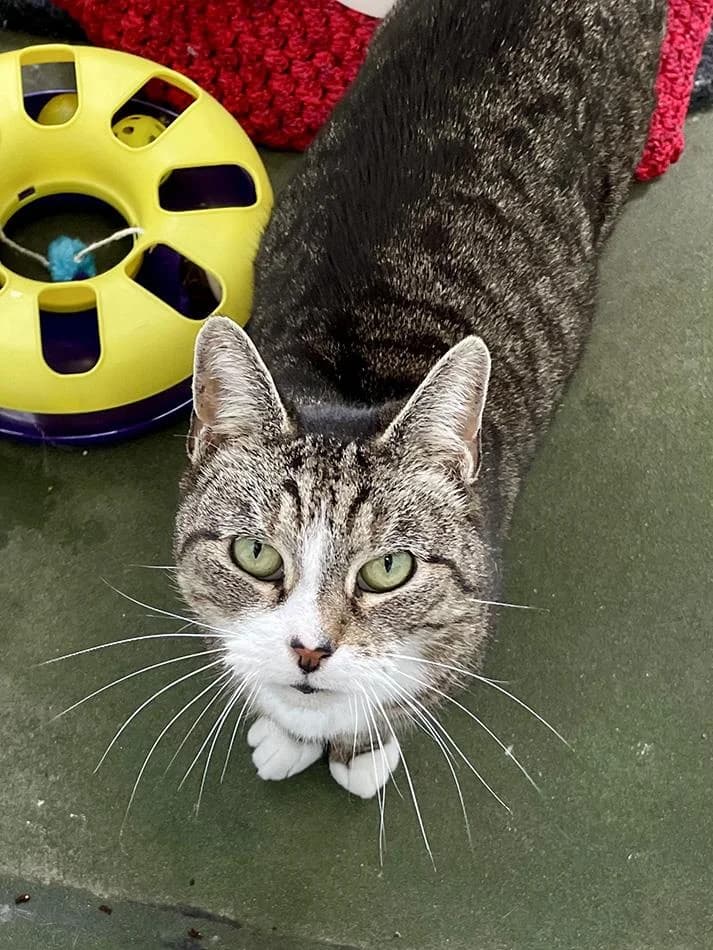 Pia, female senior mixed breed for adoption at Bath Cats and Dogs Home