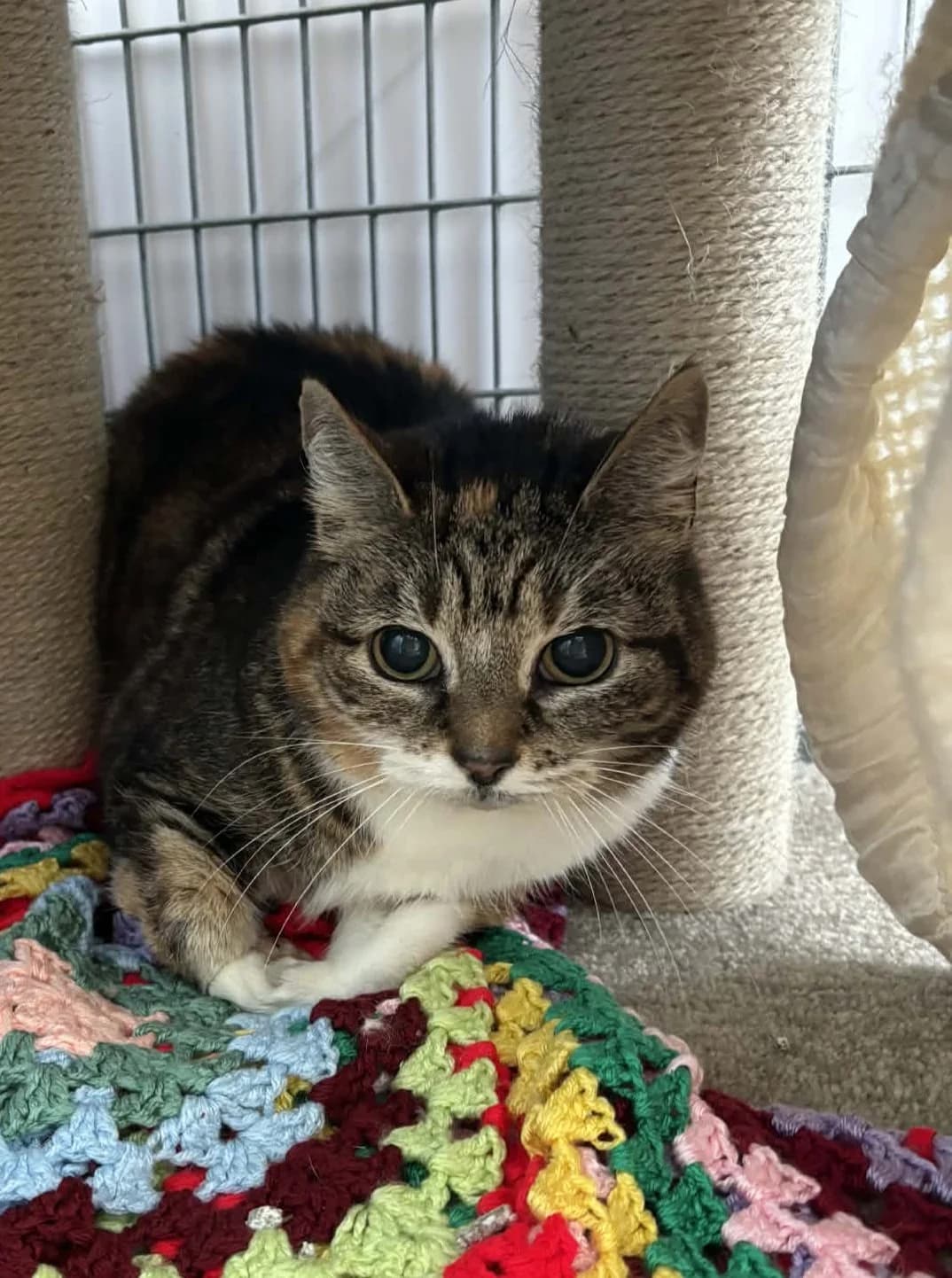Poppy, female senior mixed breed for adoption at Bath Cats and Dogs Home