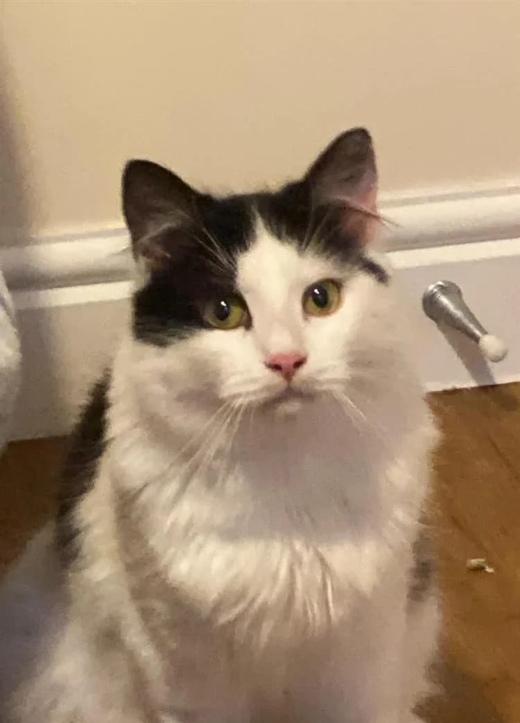 Meowcho Man, male puppy mixed breed for adoption at Bath Cats and Dogs Home