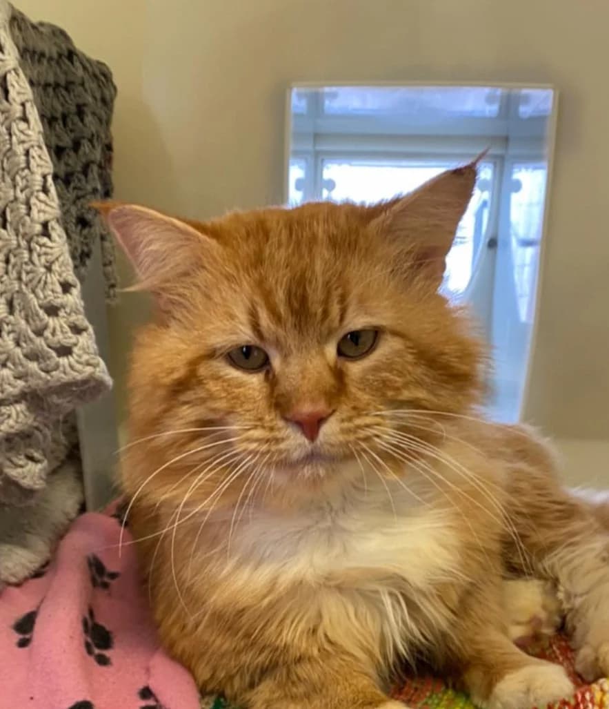 Ted, male 5yo mixed breed for adoption at Bath Cats and Dogs Home