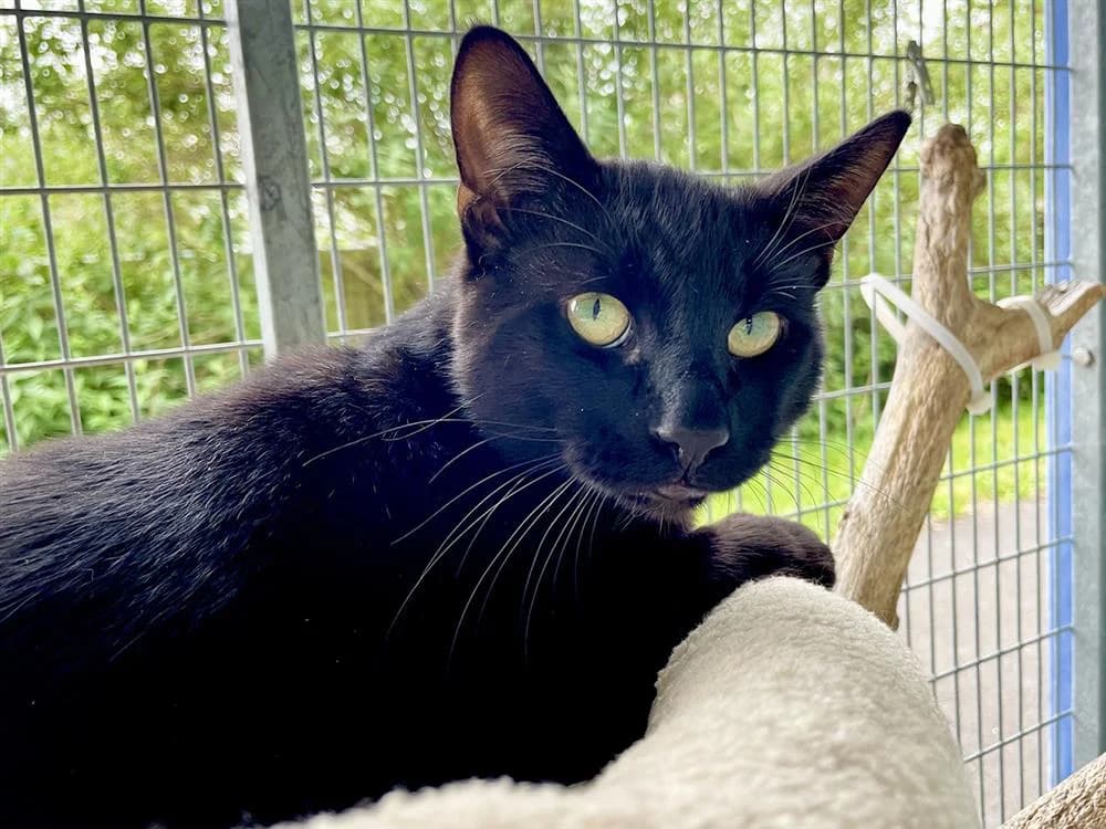 Freddo, male puppy mixed breed for adoption at Bath Cats and Dogs Home