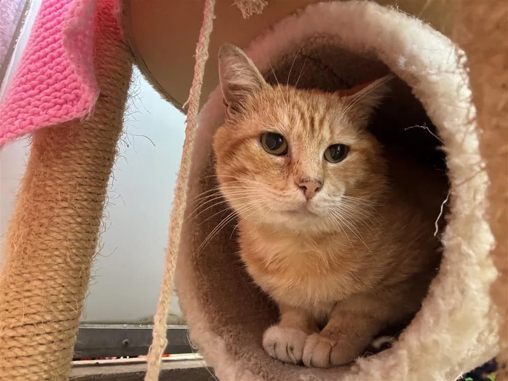 Garfield, male 4yo mixed breed for adoption at Bath Cats and Dogs Home