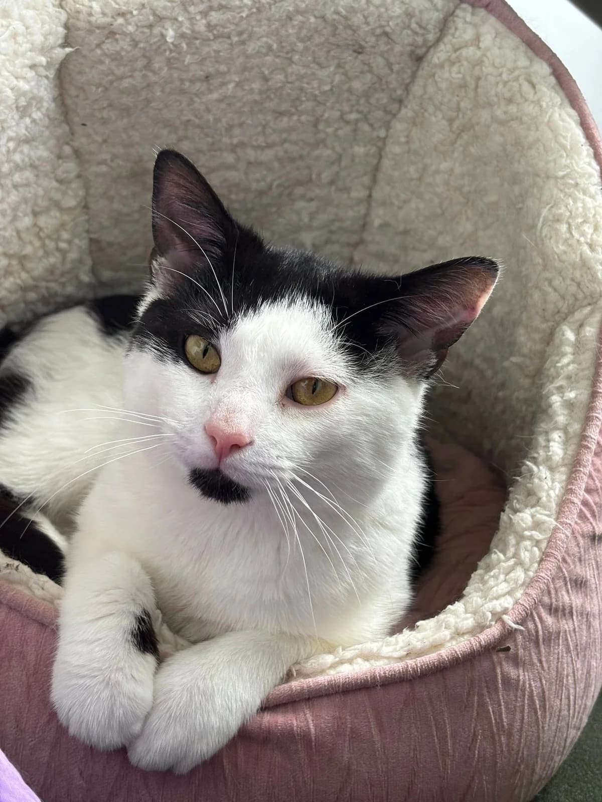 Jackson, male young mixed breed for adoption at Bath Cats and Dogs Home