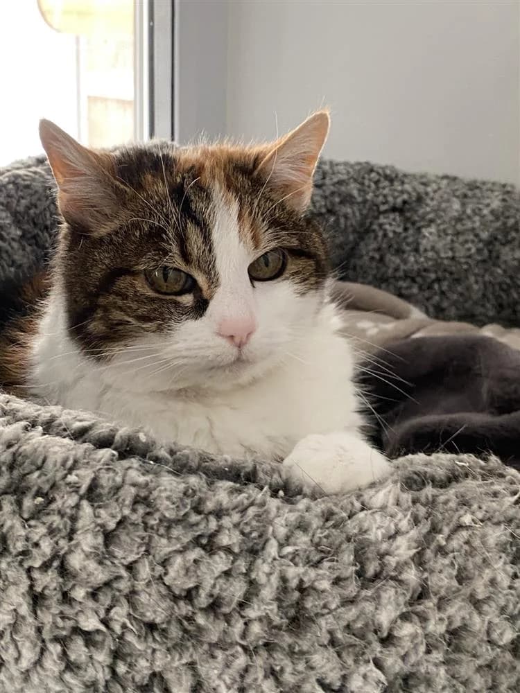 Lily, female senior mixed breed for adoption at Bath Cats and Dogs Home