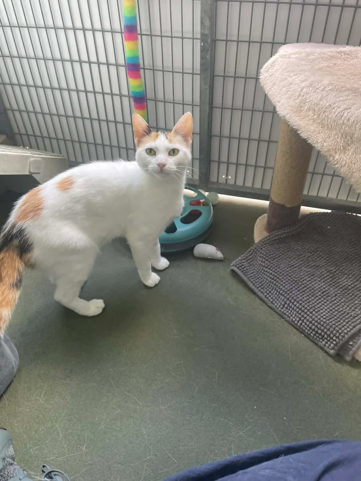 Sparrow, female young mixed breed for adoption at Bath Cats and Dogs Home