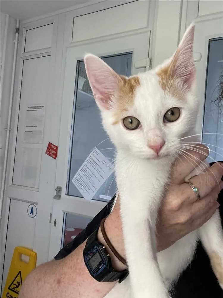Robin, male puppy mixed breed for adoption at Bath Cats and Dogs Home