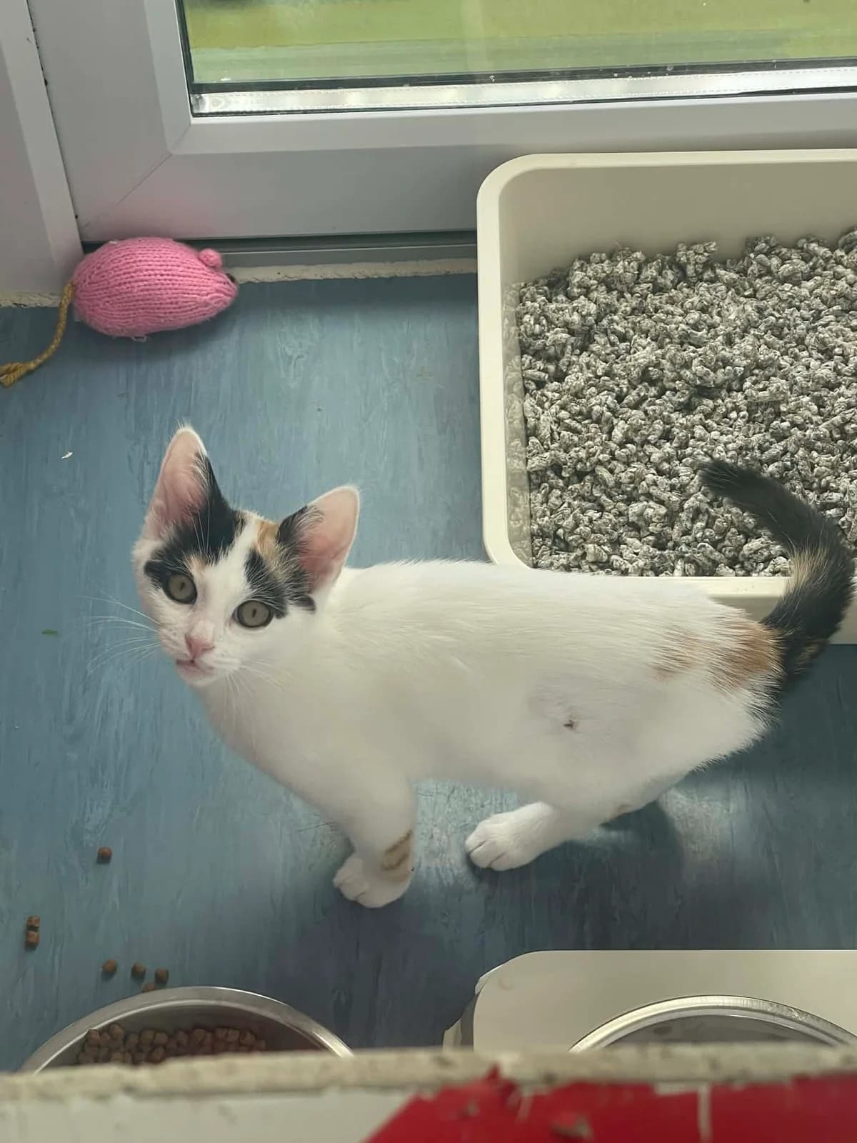 Finch, female puppy mixed breed for adoption at Bath Cats and Dogs Home