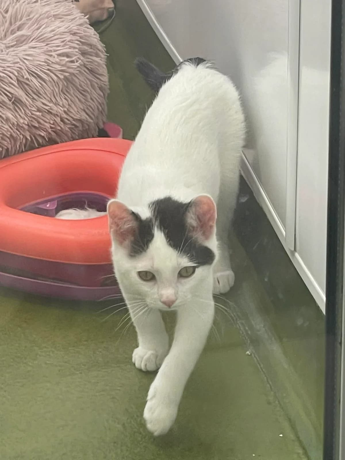 Pigeon, male puppy mixed breed for adoption at Bath Cats and Dogs Home