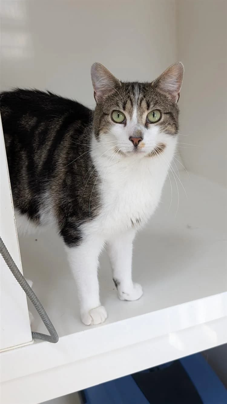 Monarch, male young mixed breed for adoption at Bath Cats and Dogs Home