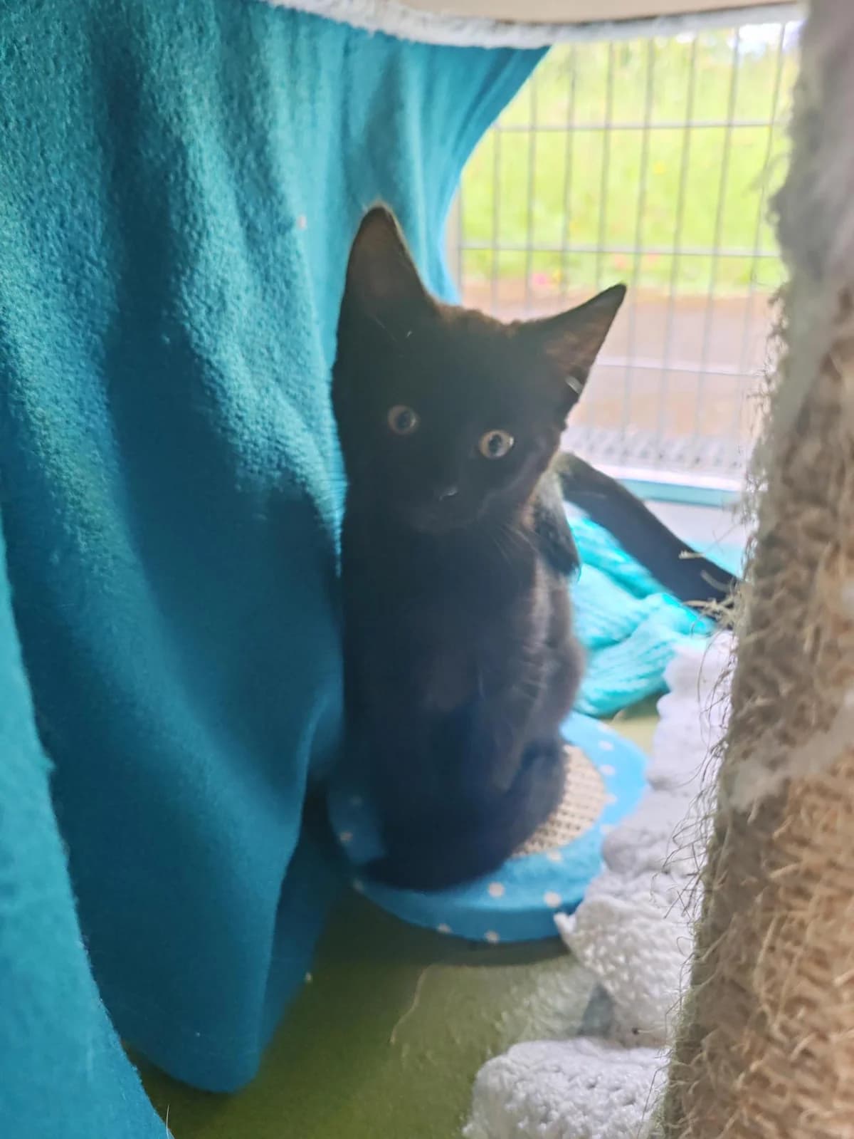 Nano, male puppy mixed breed for adoption at Bath Cats and Dogs Home