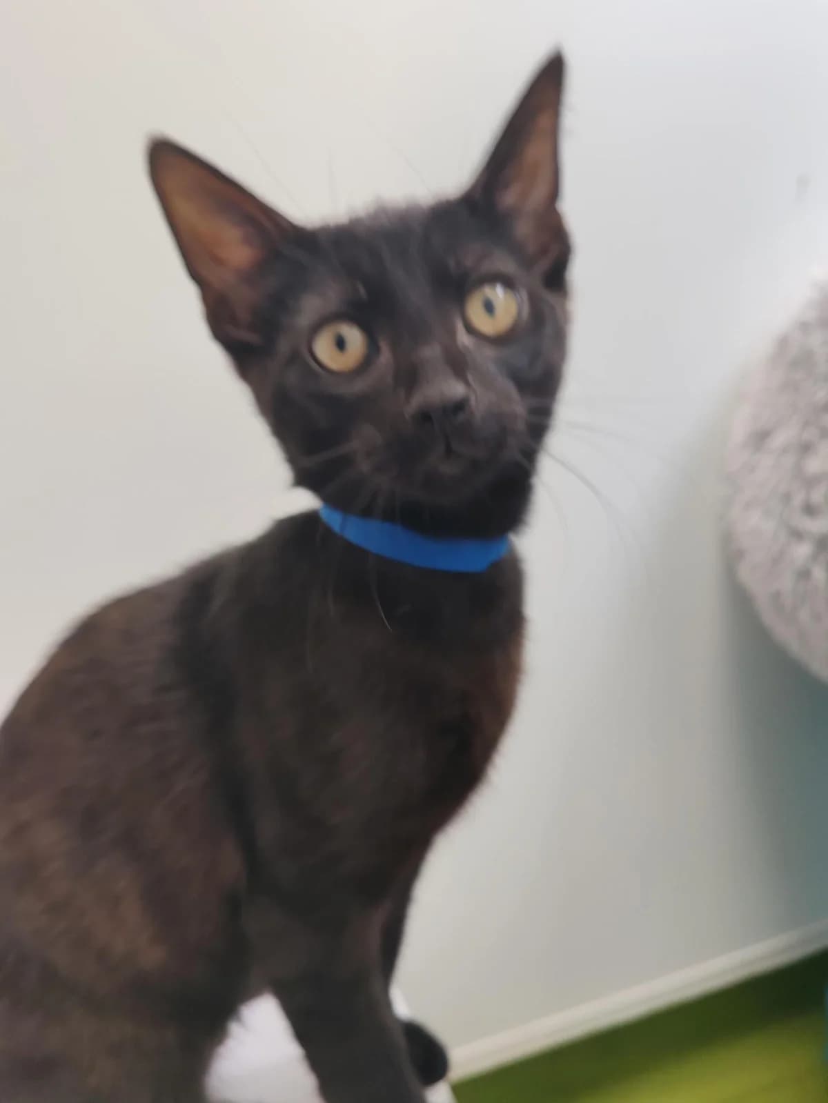 Simon, male puppy mixed breed for adoption at Bath Cats and Dogs Home