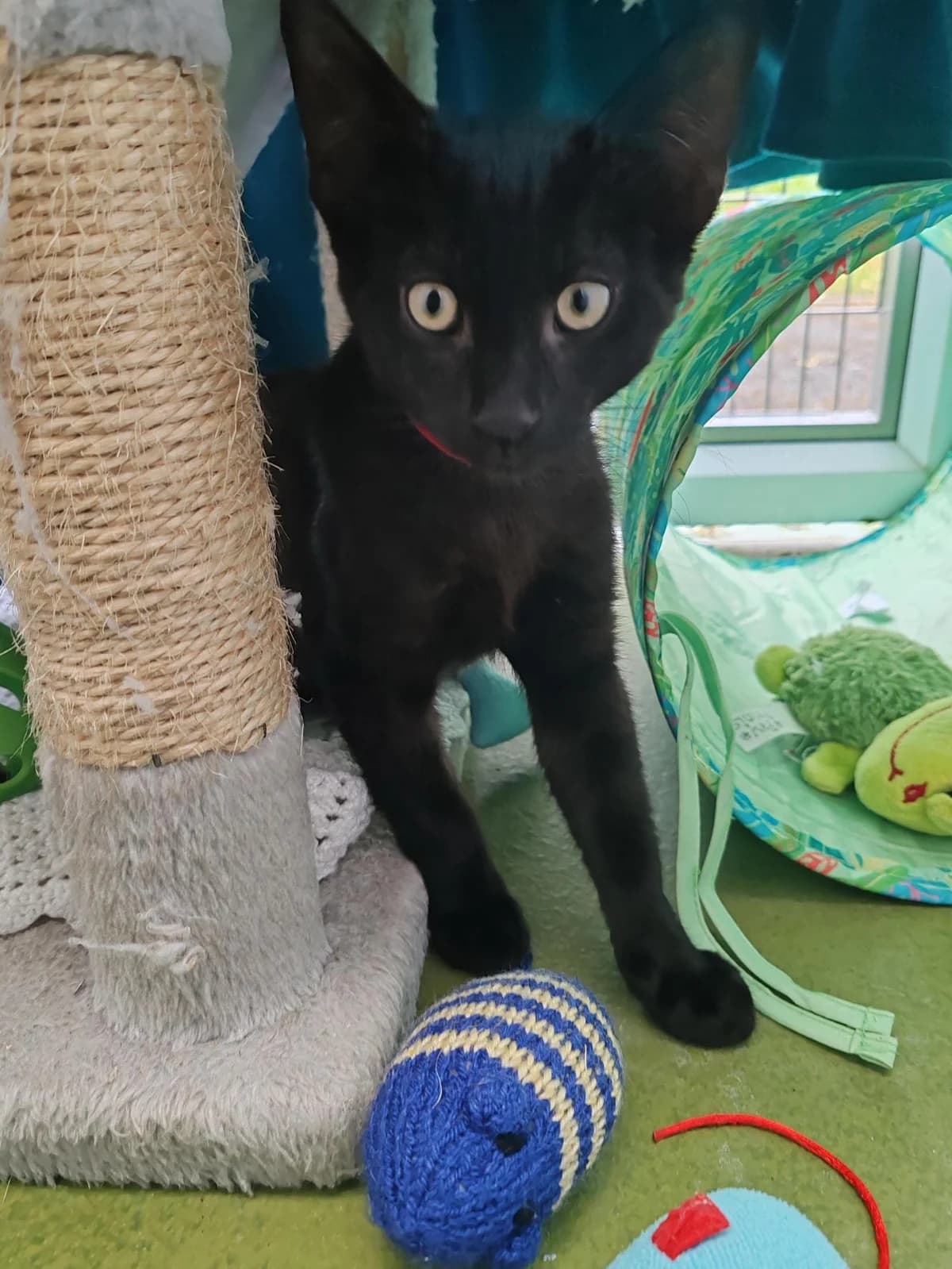 Alvin, male puppy mixed breed for adoption at Bath Cats and Dogs Home