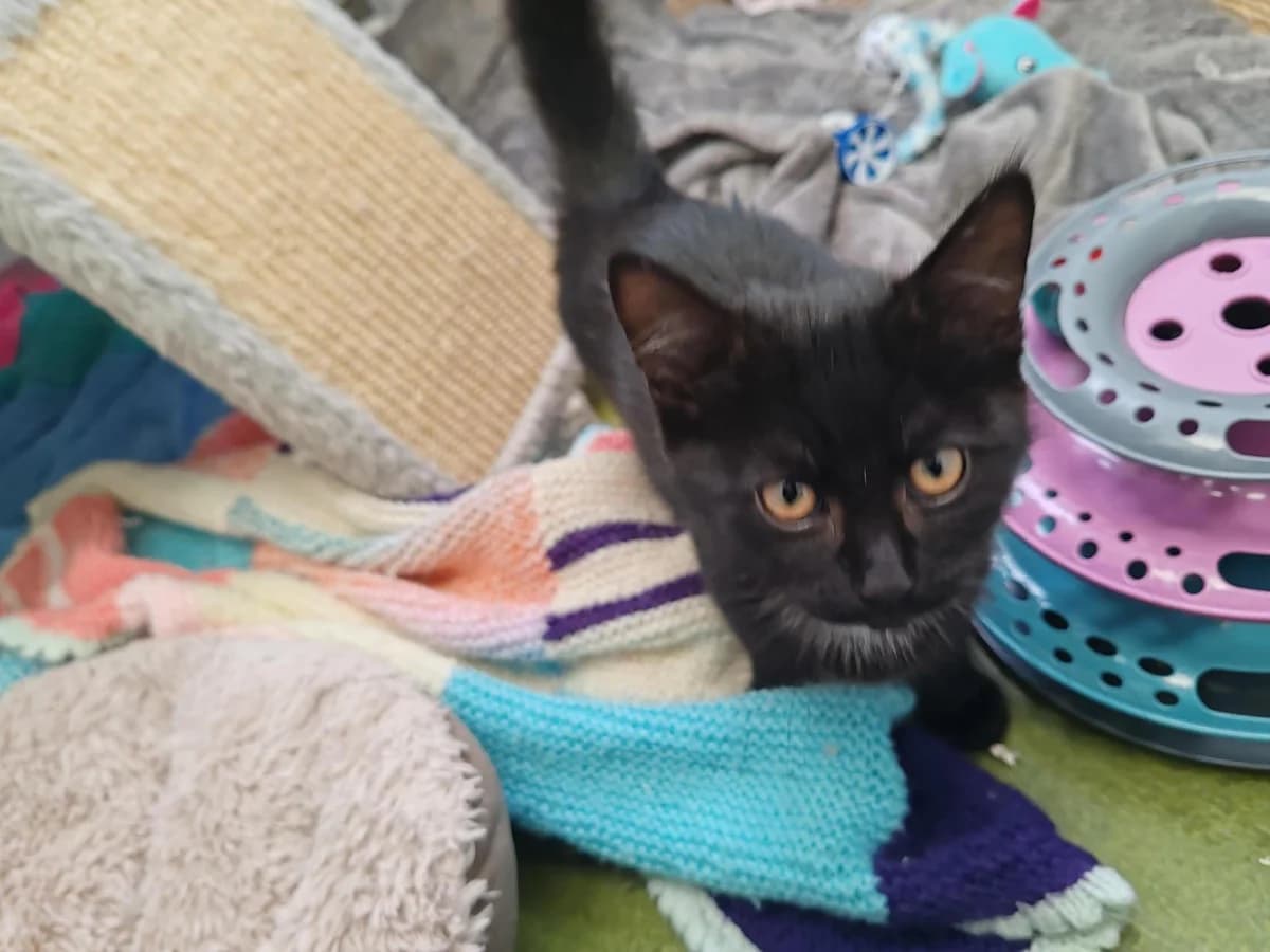 Tiana, female puppy mixed breed for adoption at Bath Cats and Dogs Home