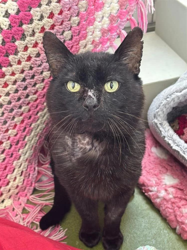 Yeti, male senior mixed breed for adoption at Bath Cats and Dogs Home