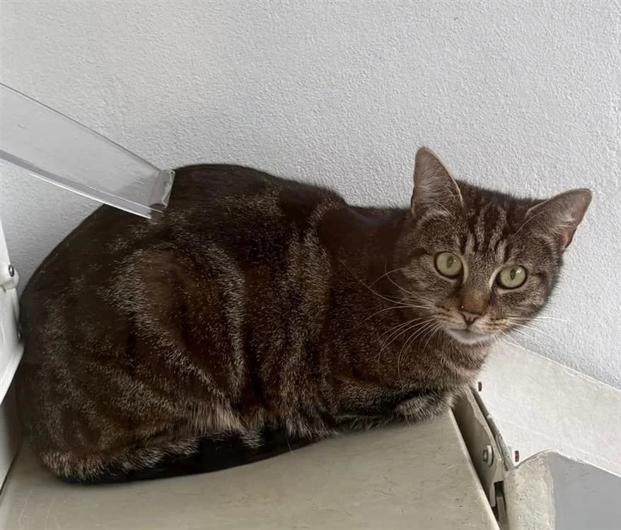Fiona, female young mixed breed for adoption at Bath Cats and Dogs Home