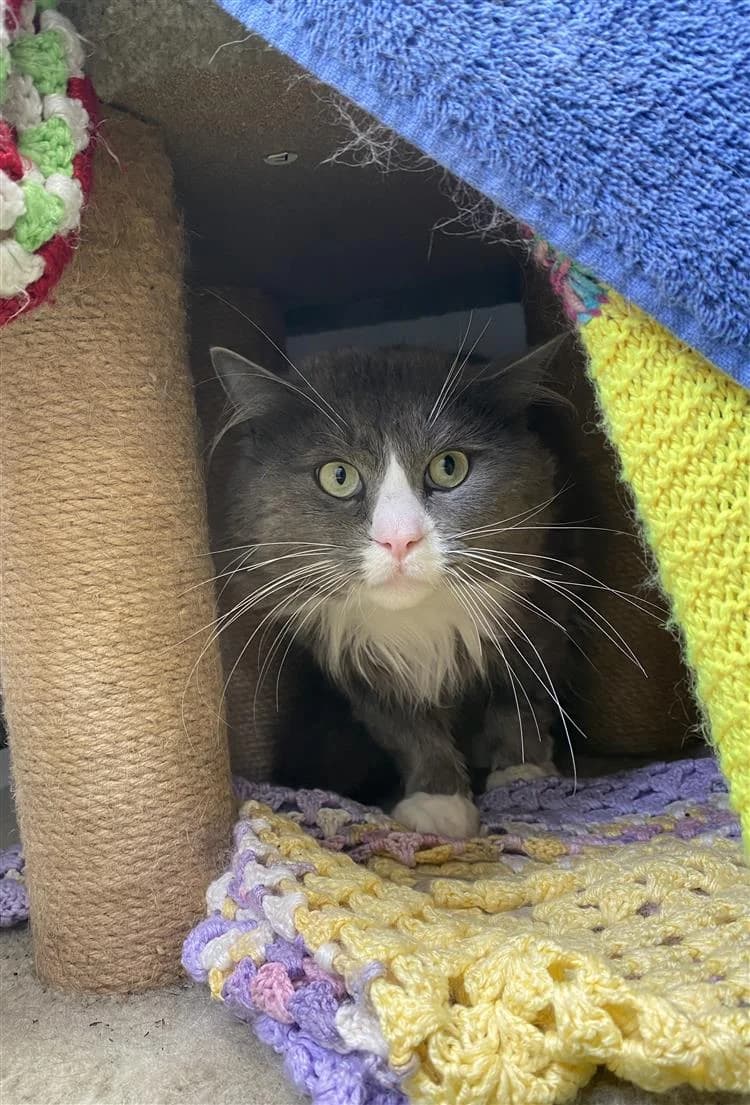 Misty, male young Ragdoll for adoption at Bath Cats and Dogs Home