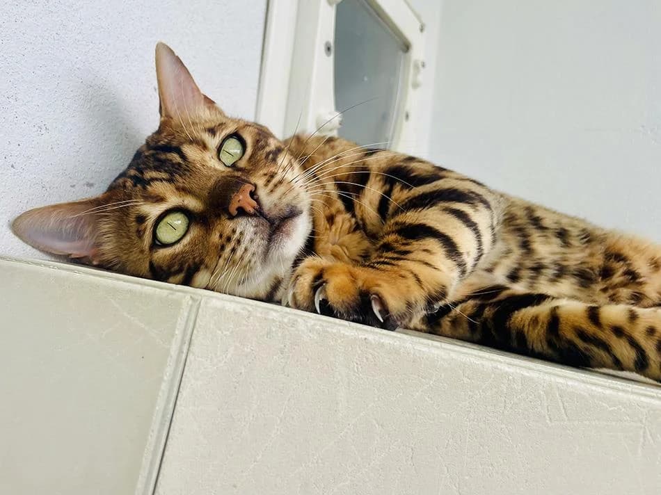 Ringo, male 5yo Bengal for adoption at Bath Cats and Dogs Home