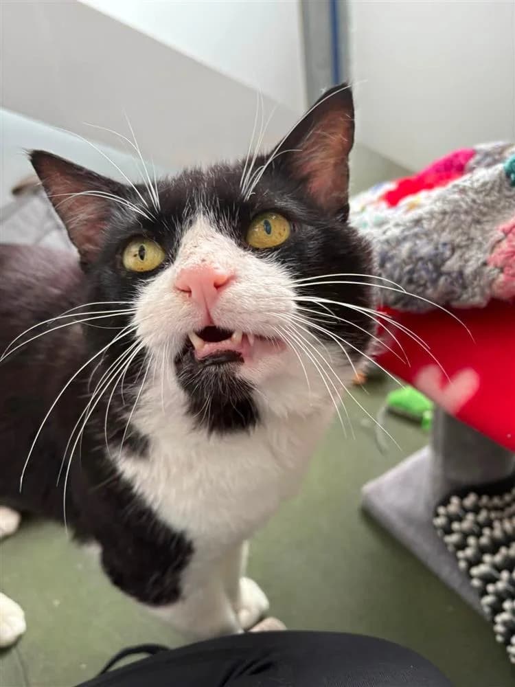 Mr Wellington, male 5yo mixed breed for adoption at Bath Cats and Dogs Home