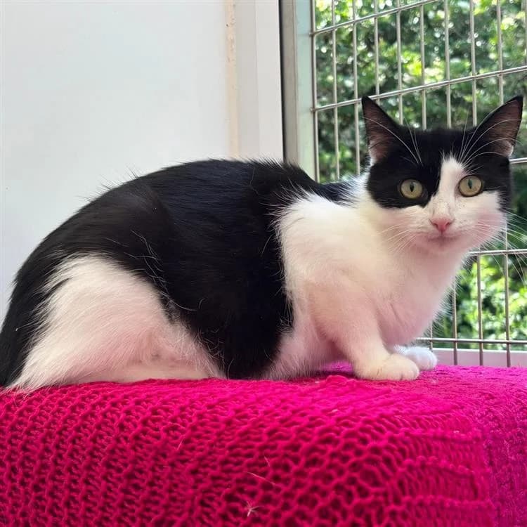 Sophie, female young mixed breed for adoption at Bath Cats and Dogs Home